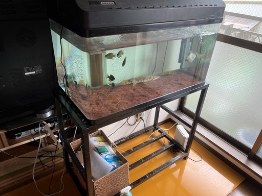 90水槽2つ生体付き