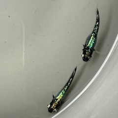 メダカ　ゴジラの画像