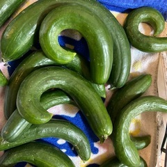 朝摂り　新鮮きゅうりの画像