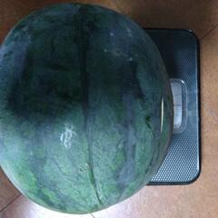 スイカ🍉黒小玉(引渡し者決定)の画像