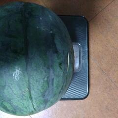 スイカ🍉黒小玉(引渡し者決定)の画像