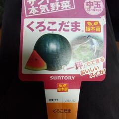 スイカ🍉黒小玉(引渡し者決定)の画像