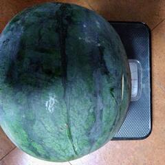 スイカ🍉黒小玉(引渡し者決定)の画像