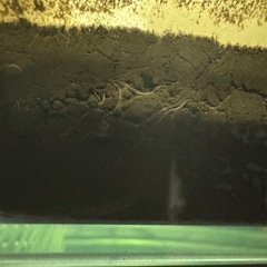 活イトミミズ （イトメ）の画像