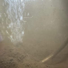 活イトミミズ （イトメ）の画像