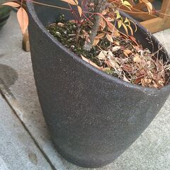 綺麗な「斜めの植木鉢に入った(ナンテンの木)の画像