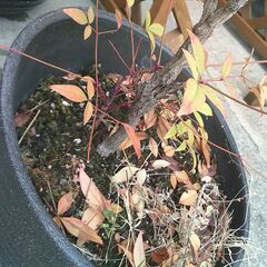 綺麗な「斜めの植木鉢に入った(ナンテンの木)の画像