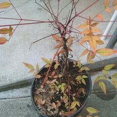 綺麗な「斜めの植木鉢に入った(ナンテンの木)の画像