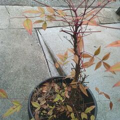 綺麗な「斜めの植木鉢に入った(ナンテンの木)の画像