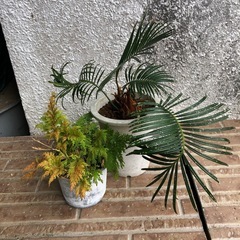 蘇轍(ソテツ)2個　おまけ付きの画像
