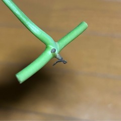 モンステラ　オブクリア　ムユナトワ　カット苗1の画像