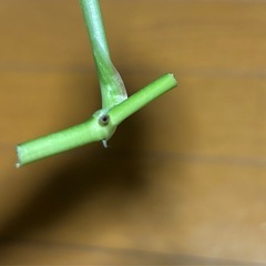 モンステラ　オブクリア　ムユナトワ　カット苗2の画像