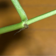 モンステラ　オブクリア　ムユナトワ　カット苗3の画像