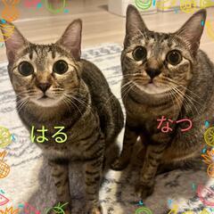 預かりボランティアさん急募