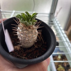 パキポディウム　光堂　観葉植物　塊根植物　多肉植物　ビザールプランツ　レアプランツ　ガーデニング　植物　グリーン　趣味　盆栽　葉　花　庭　草　インテリア　おしゃれ　飾り　園芸　の画像