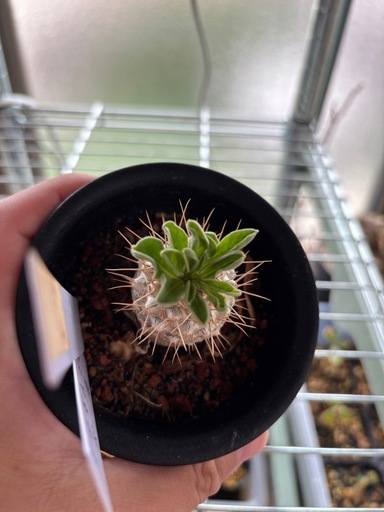 パキポディウム 光堂 観葉植物 塊根植物 多肉植物 ビザールプランツ