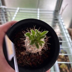 パキポディウム　光堂　観葉植物　塊根植物　多肉植物　ビザールプランツ　レアプランツ　ガーデニング　植物　グリーン　趣味　盆栽　葉　花　庭　草　インテリア　おしゃれ　飾り　園芸　の画像