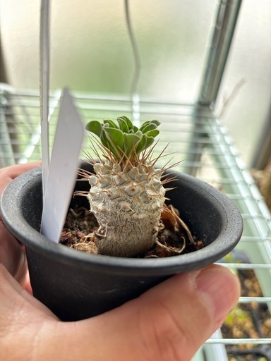 【20%オフ　8/29】パキポディウム　光堂　観葉植物　塊根植物　多肉植物　ビザールプランツ　レアプランツ　ガーデニング　植物　グリーン　趣味　盆栽　葉　花　庭　草　インテリア　おしゃれ　飾り　園芸