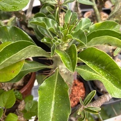 【残り2株】パキポディウム　サンデルシー　観葉植物　塊根植物　ビザールプランツ生活雑貨 家庭用品 ガーデニングの画像