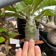 【残り2株】パキポディウム　サンデルシー　観葉植物　塊根植物　ビザールプランツ生活雑貨 家庭用品 ガーデニングの画像
