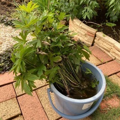 花の苗　白い花　耐寒性宿根草　カナダタアネモネの画像