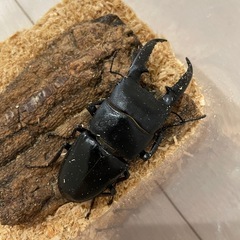 ツシマヒラタクワガタ
の画像