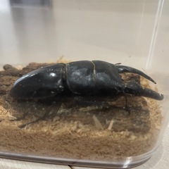 ツシマヒラタクワガタ
の画像