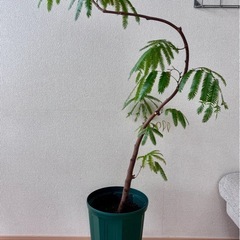 元気なエバーフレッシュ　ねむの木　高さ100cm  8号鉢の画像