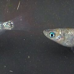 種親　砂里三色体外光青ラメタイプ　１ペアの画像