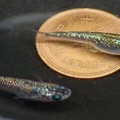 種親　砂里三色体外光青ラメタイプ　１ペアの画像