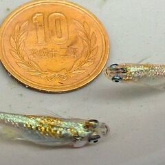 種親　砂里三色体外光青ラメタイプ　１ペアの画像
