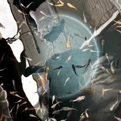 🪁松めだか【お盆期間:1名様】和墨系統の稚魚20匹セット🎉MWR-01 W.1P付きの画像