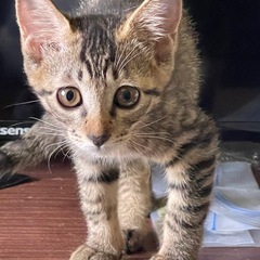 ふわふわのおっとりキキちゃん