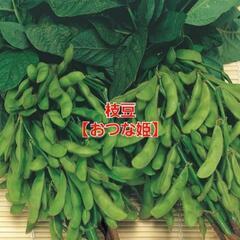 No.263　数量限定‼️濃厚な風味と美味しさ‼️⑲枝豆【おつな姫】1袋(350g強入り)350円‼️相場道の駅1袋550円～＋税‼新鮮採れたて‼️の画像