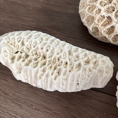 夏休みの工作の素材によさそう！珊瑚や貝いろいろの画像