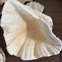 夏休みの工作の素材によさそう！珊瑚や貝いろいろの画像