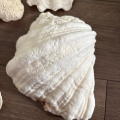 夏休みの工作の素材によさそう！珊瑚や貝いろいろの画像