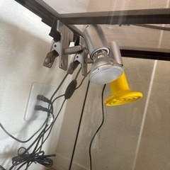 フトアゴヒゲトカゲ の ゲージの画像