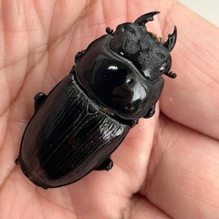 国産オオクワガタ（阿古谷産）2ペアの画像