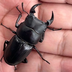 国産オオクワガタ（阿古谷産）2ペアの画像