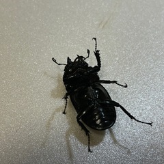 予約済　タランドゥス♀単の画像