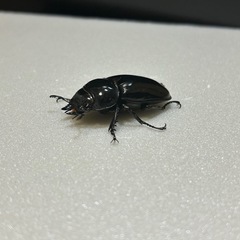 予約済　タランドゥス♀単の画像
