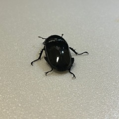 予約済　タランドゥス♀単の画像
