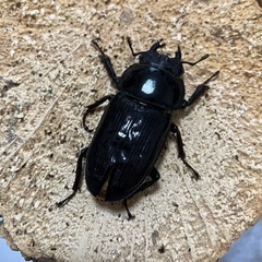 国産オオクワガタ2ペア⑫の画像