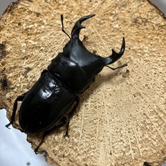 国産オオクワガタ2ペア⑫の画像