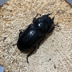 国産オオクワガタ2ペア⑫の画像