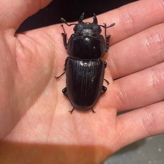 オオクワガタ　GORDON-R血統　♂♀ペアの画像