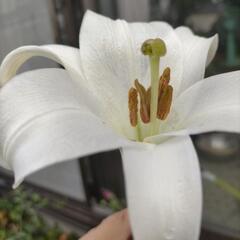 山野草ゆり苗　1株の画像