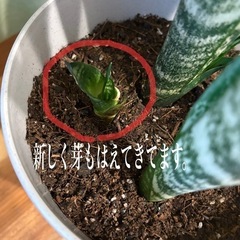 ★空気清浄効果のあるｻﾝｾﾍﾞﾘｱ・ｾﾞﾗﾆｶ★の画像
