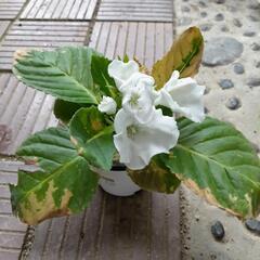グロキシニア苗　猛暑による葉のダメージあり.ᐟ　ポットごとお渡し　グロキシニア苗四季咲き白品種の画像